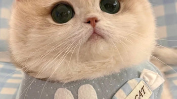 猫掉毛严重因为什么？品质好的猫粮前十测评5款美毛的