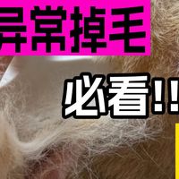 哪种猫粮吃了相对来说不掉毛？宠物店猫粮牌子推荐5款品质好的