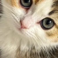 老是掉毛吃什么猫粮好？放心猫粮排行榜前十哪五款美毛靓毛