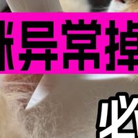 猫掉毛严重怎么办？专业推荐口碑好的天然猫粮排行榜前五美毛款