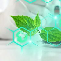 从葫芦杯到实验室显微镜|马黛茶:被科学重新发现的温和能量补给