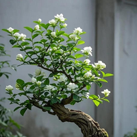 茉莉剪完不发芽？老手踩过的6个坑，新手第一个就中招