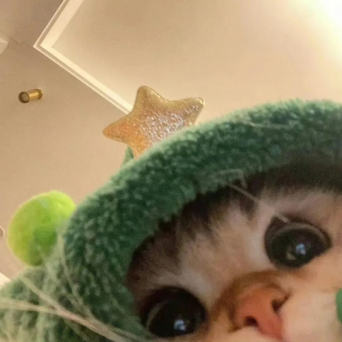 猫咪