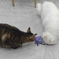 解放双手养猫神器✅飞奇电动逗猫球