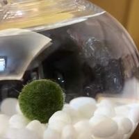 焦虑症患者自救｜这颗绿藻球是我的移动冥想室！