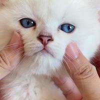 绝育后猫咪发胖能要命：兽医教你一套组合拳，躲开泌尿系统雷区