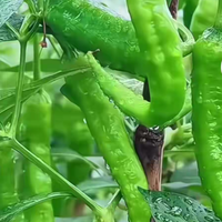 雨后这一地辣椒，看着就顺气儿