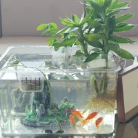 水还挺清，鱼却死了：翻了全网20多条死鱼求助帖，新手养鱼第一个月多半栽在这5步