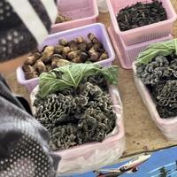 采菌团80-150元/人，市场见手青320元/公斤：云南菌子季进入下半场，进山前先看完这篇