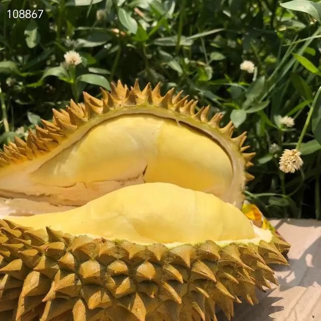 鲜耐【顺丰】正宗金枕新鲜榴莲泰国进口带壳大果软糯树熟