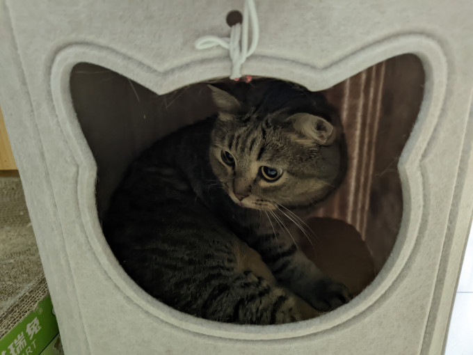 猫狗窝