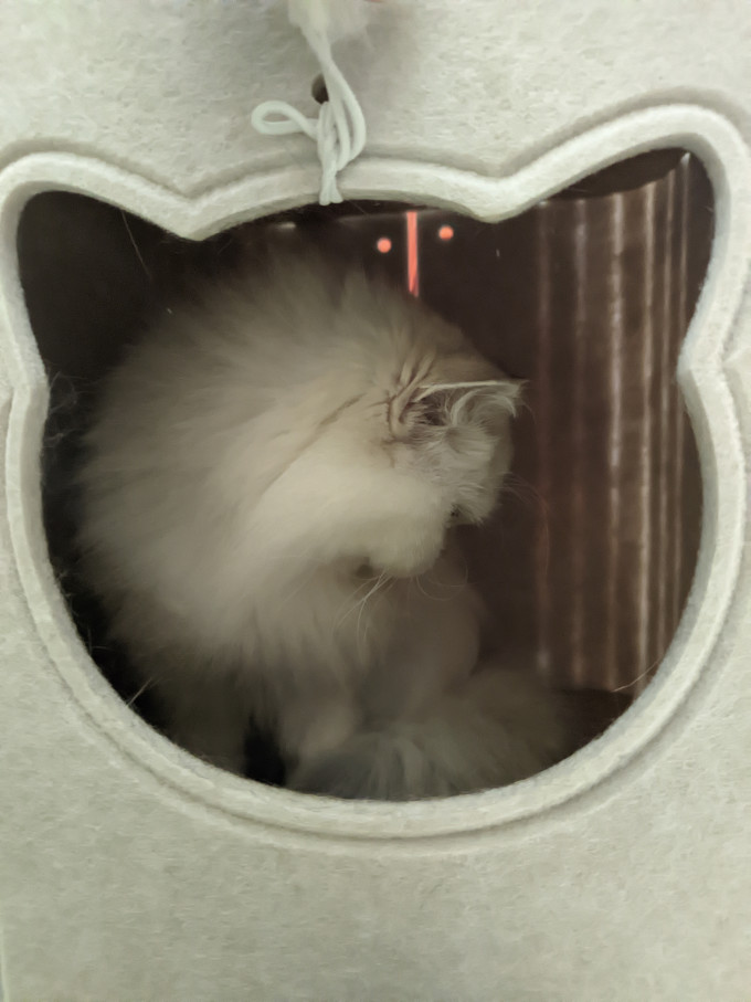猫狗窝