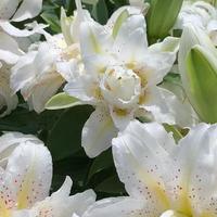 秋百合种球陆续到货，撞上末伏高温：种、等还是冷藏？先看这两个数字