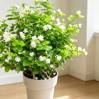 茉莉只长叶不开花？避开这5个坑，10天冒花苞