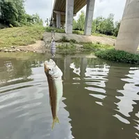 亮片还是飞蝇钩？这场架吵了一整个夏天：翻遍四平台实测帖，把微物亮片的选法、线组和成本一次讲明白