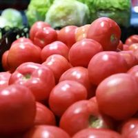 热搜说"连吃6周西红柿，脂肪肝显著减轻"：研究是真的，但我劝你先别下单番茄红素