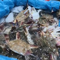 东海开渔梭子蟹抢疯了！内行人才知道的买蟹避坑技巧