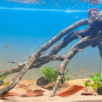 留白重做、黄梨木骨架 | 水族造景8.18日报