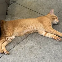 高温天猫瘫在地上，不一定是中暑：先观察4个点，再谈喷水还是送医