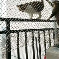 猫咪坠楼“90%存活率”？盘点今年5笔账单，最低封窗成本只要60元
