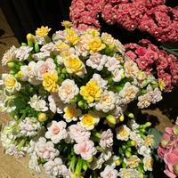 长寿花8月“遮光促花”吵翻了：不遮不开 vs 纯属智商税，先看你家这盆花晚上睡不睡得着