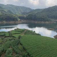 福鼎茶青30元一斤，银针卖到口粮价：白茶连跌两年，今年的便宜能捡，但这3种别碰