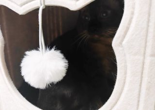 用上了张大妈的毛毡猫窝！