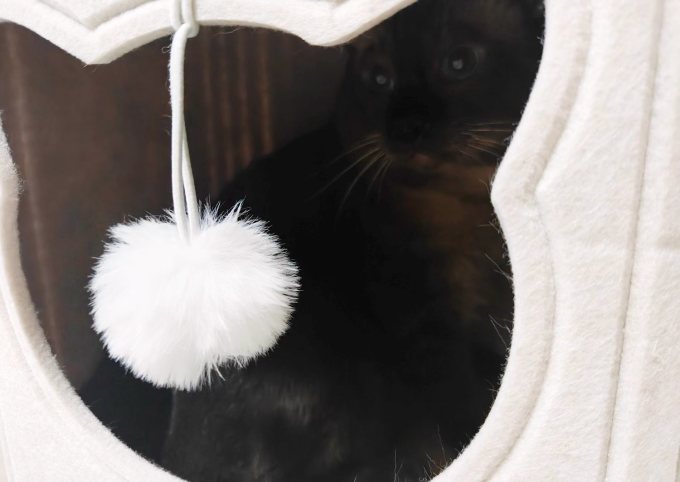 猫狗窝