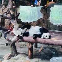 三大长隆首次同场过周年庆：广州、珠海、清远，这笔钱该花在谁家？