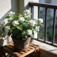 茉莉晒太阳的“雷区”：晒不死≠随便晒，多数人第2步就做错了