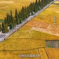买大米别再被品牌骗了!包装背面这行字才是关键