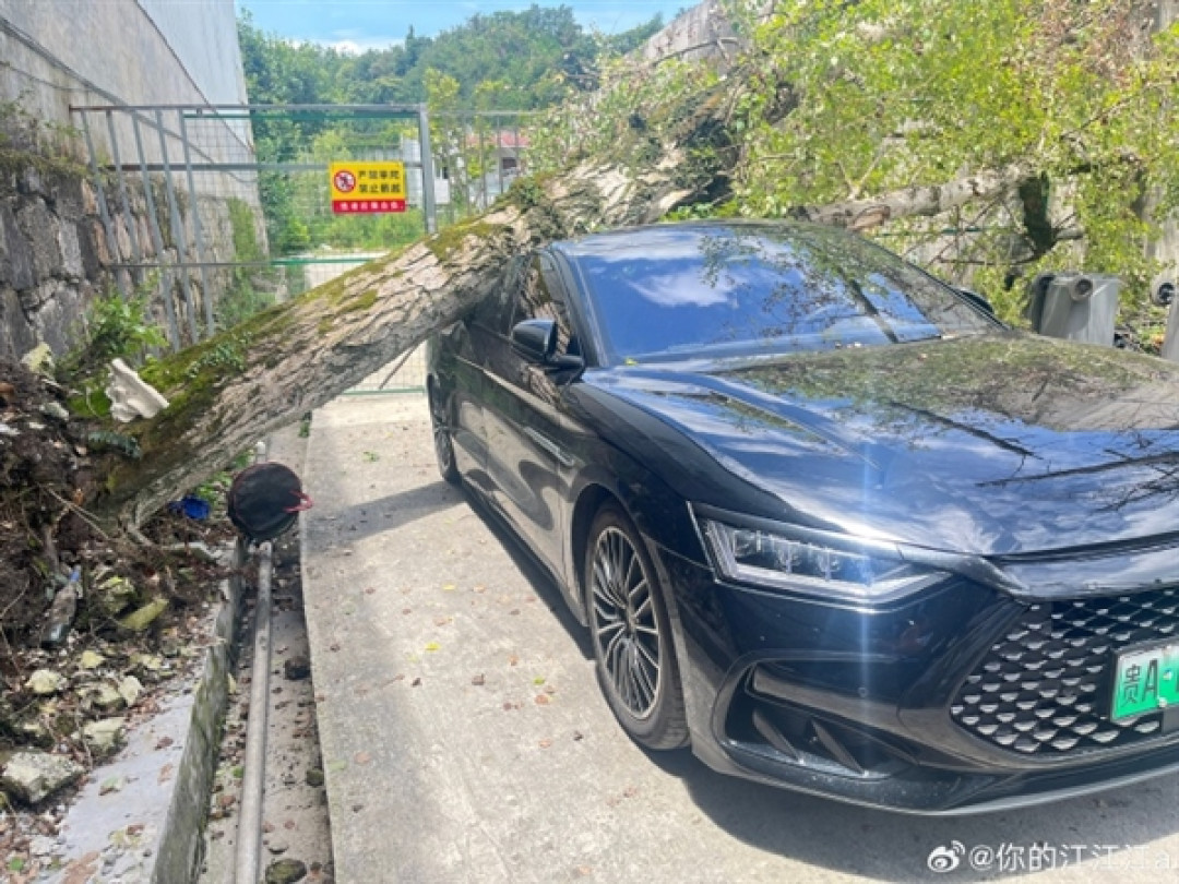 大树轰然压顶 比亚迪汉扛住重压乘员舱完好!车主:换车还选比亚迪