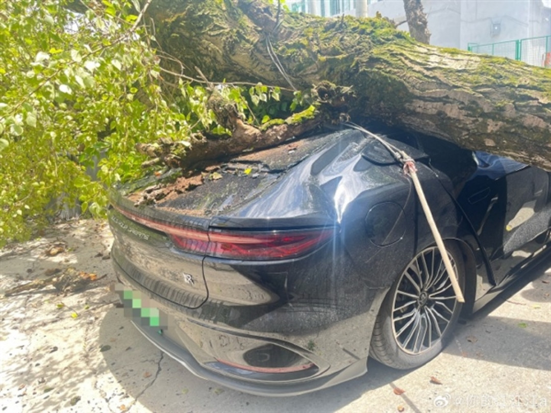 大树轰然压顶 比亚迪汉扛住重压乘员舱完好!车主:换车还选比亚迪