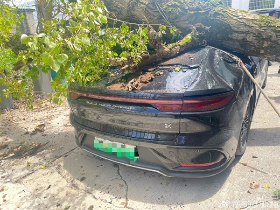 大树轰然压顶 比亚迪汉扛住重压乘员舱完好!车主:换车还选比亚迪