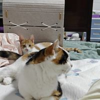 笑死，为了躲避小橘骚扰，三花老是躲这个猫窝里，既好笑又心酸