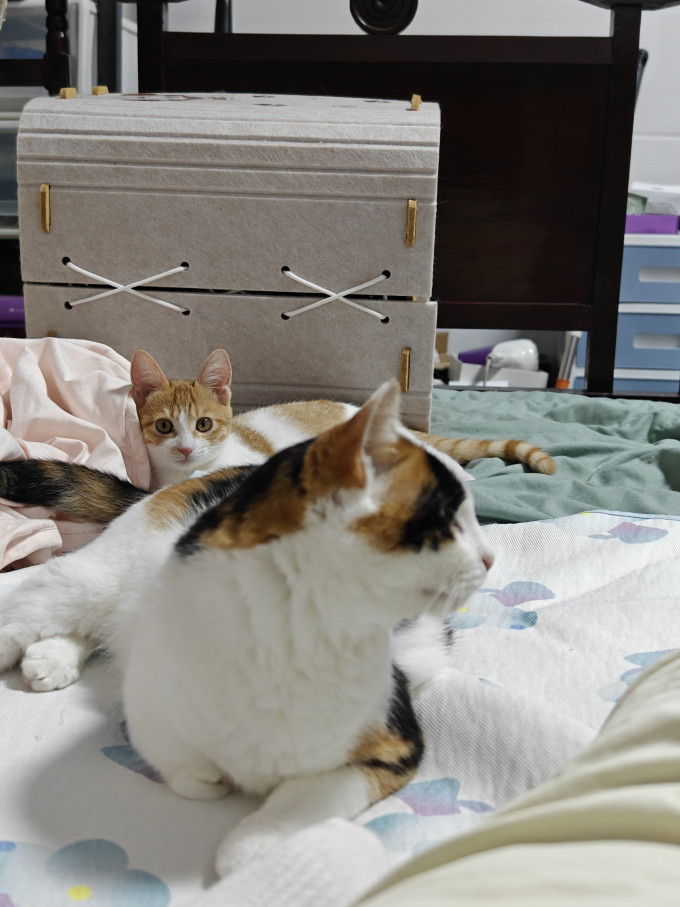 猫狗窝