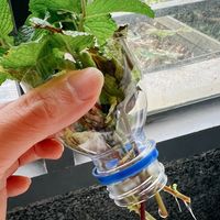 别人薄荷爆杯壁，你的烂杆发臭？三步水培技巧从生根到爆盆