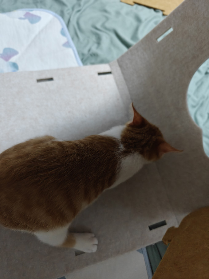 猫狗窝
