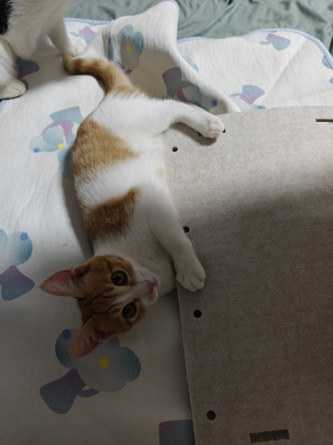 猫狗窝
