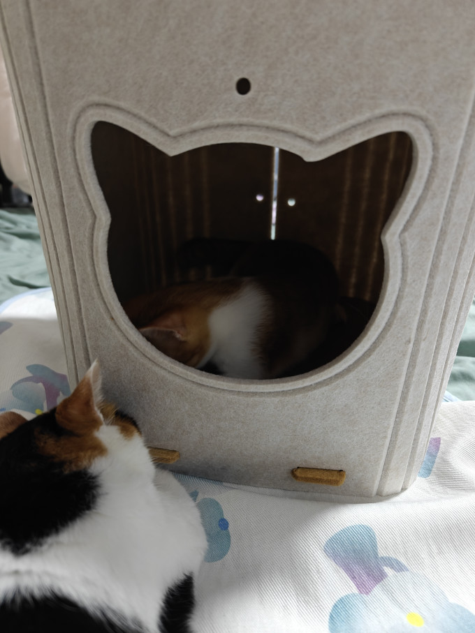 猫狗窝