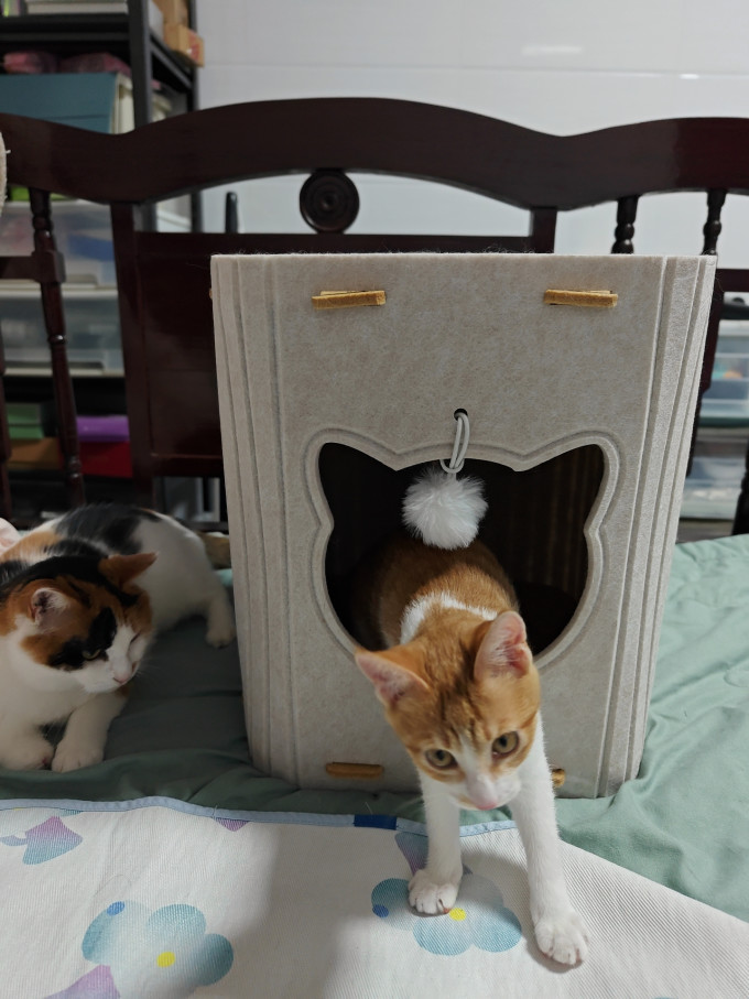 猫狗窝