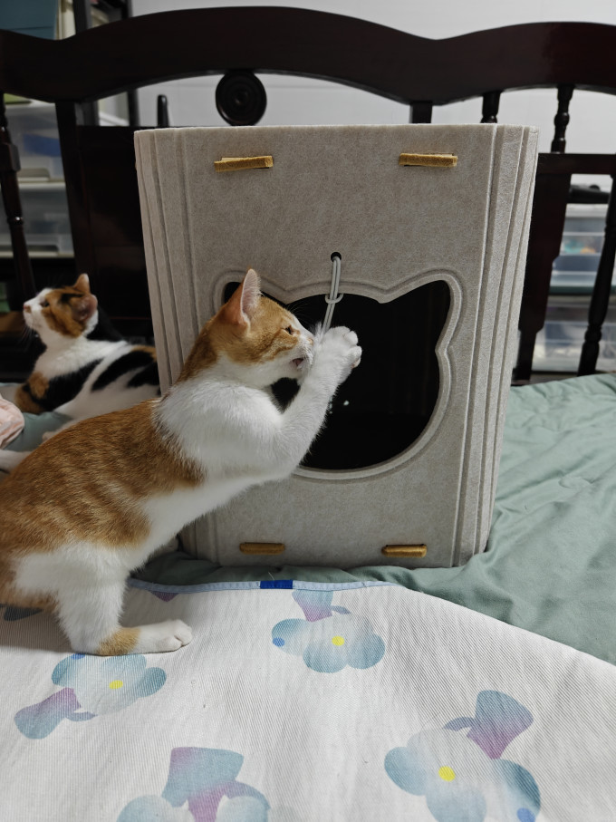 猫狗窝