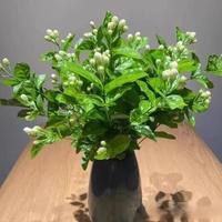茉莉开完花别乱剪！找准2个位置，25天再开一茬