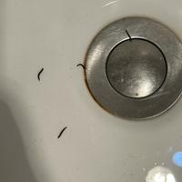 卫生间蛾蚋杀不绝？你杀的只是零头：6个隐蔽孳生源+土办法分级表，先排查再花钱