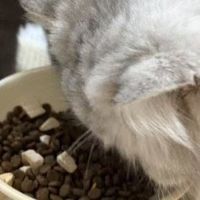 高性价比国产猫粮实测！​希喂三拼冻干猫粮是否值得长期入手