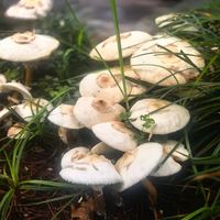 上海绿化带毒蘑菇超过五分之一！这种白净的千万别碰，已有人进ICU