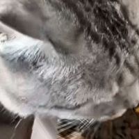 低敏配方+酶解工艺！​深度测评希喂猫粮，​解锁国产猫粮硬核实力