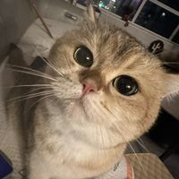 谁能拒绝一只软乎乎的小猫咪呢