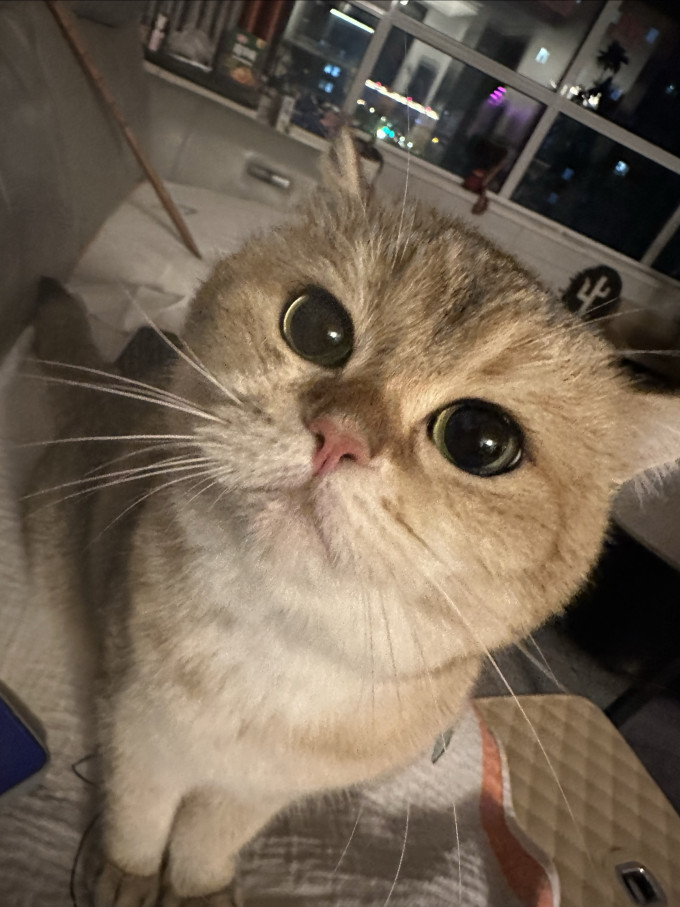 猫咪