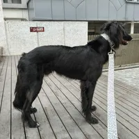 看完《八仙！》想养哮天犬？先认清它的原型中华细犬：辨识、价格、饲养门槛一次说清